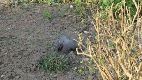 Sparrowhawk with prey Stock Footage 10874744