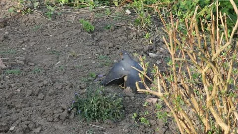 Sparrowhawk with prey Stock-Footage 10876463