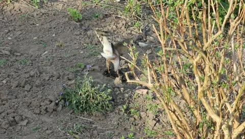 Sparrowhawk with prey Video stock 10876476