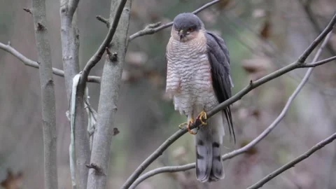 Sparrowhawk sits on a tree branch Stock Footage 257298658
