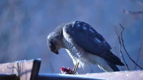 Sparrowhawk sitting on pergola consuming the kill Stock Footage 263358309
