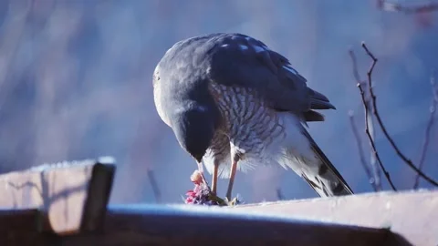 Sparrowhawk sitting on pergola consuming prayed sparrow 库存影片 263251710