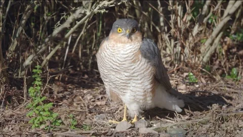 Sparrowhawk sitting in the sun Stock Footage 235569056