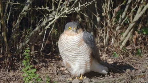 Sparrowhawk sitting in the sun, having a scratch Stock-Footage 235573414