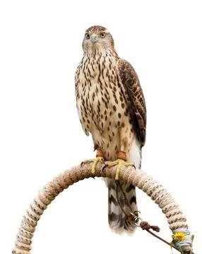 Sparrowhawk sitting on support Stock Photos