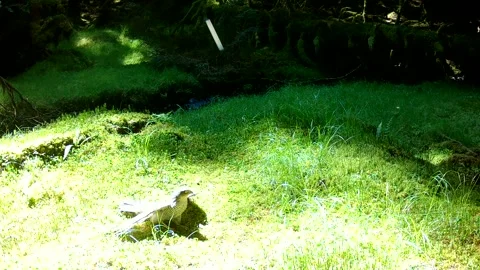 Sparrowhawk Warming Itself In Sun with Wings Spread, Isle of Skye Stock Footage 340503332