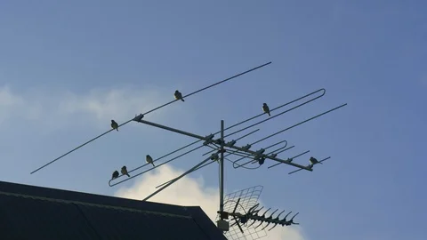 Sparrows on aerial 스톡 동영상 129794622