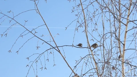 Sparrows against the background of the sky. Video stock 116879876
