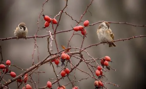 Sparrows among the red hips. 스톡 사진