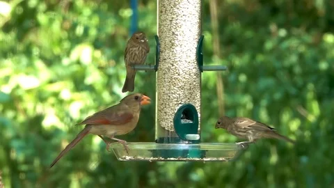 Sparrows and Cardinal at Feeder Stock Footage 107889258