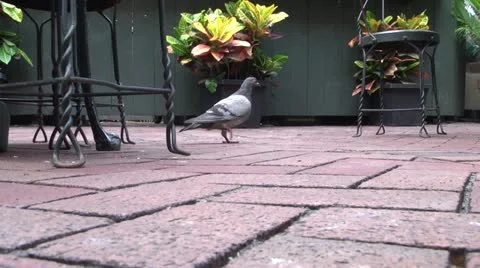 Sparrows and Pigeons flocking together, eating 库存影片 22095525