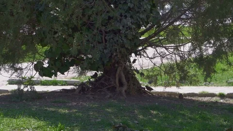 Sparrows and pigeons under a big green bush in the park Stock Footage 106032048