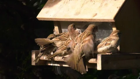 Sparrows and Spotted Doves feeding Stock Footage 90118526
