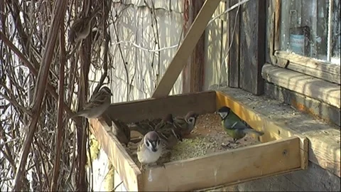 Sparrows and a tit are eating from the feeder Stock Footage 169870699