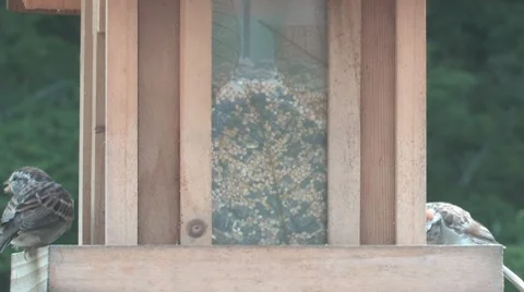 Sparrows and titmice at the feeder Video stock 8760118