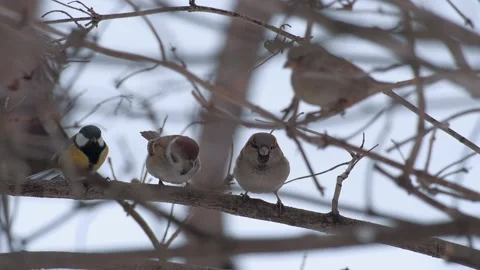 Sparrows-and-titmouse Stock Footage 144314640