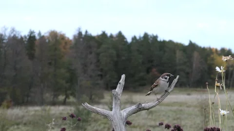 Sparrows and tits arrive on a perch. Video stock 295821059