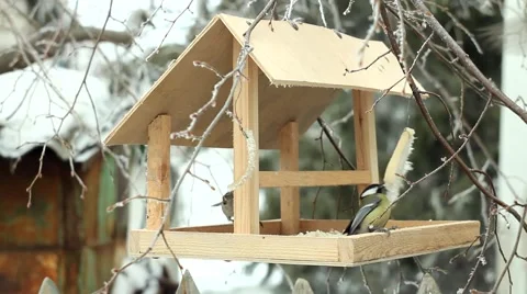 Sparrows and tits at bird feeder Stock Footage 47262682