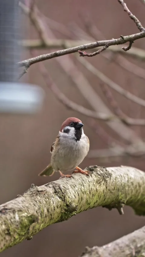 Sparrows and tree sparrows sit around feeder searching for food while feedi.. Stock Footage 329610759