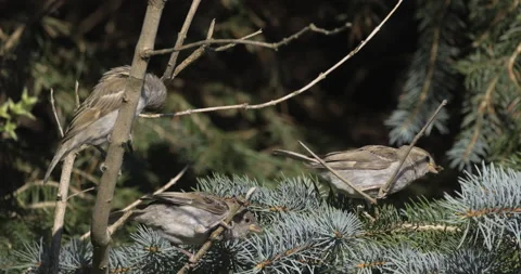 Sparrows are basking in the sun, 4K slomo Stock Footage 222230704