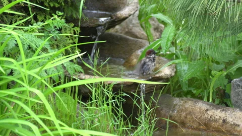 Sparrows are bathing. Stock-Footage 110915884