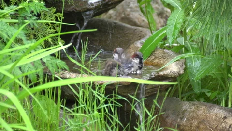 Sparrows are bathing. Video stock 110916251