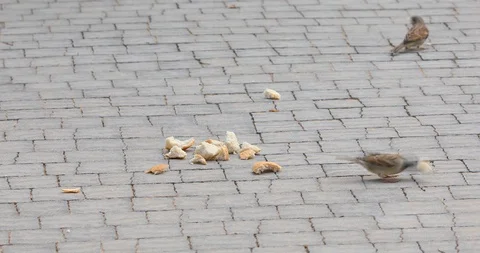 Sparrows are eat pieces of bread Video stock 105898312