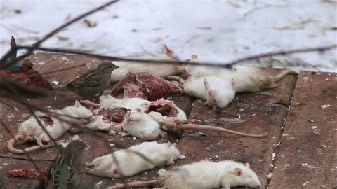 Sparrows are eating dead mice. Stock Footage 72383577