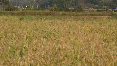 The sparrows are hopping in field Stock Footage 304060847