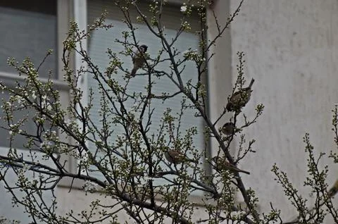 Sparrows are resting on a branch of a tree with fresh plum blossom in the garden Stock Photos