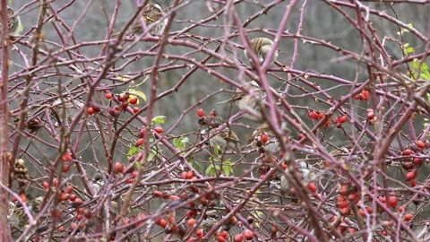 Sparrows are resting on a wild rose branch Stock Footage 169793539
