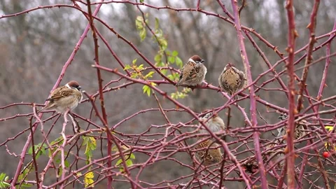 Sparrows are resting on a wild rose branch Stock Footage 169793556
