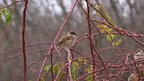 Sparrows are resting on a wild rose branch Stock Footage 169793560