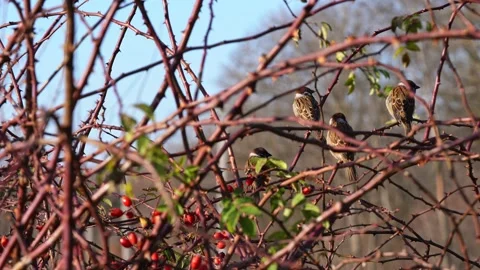 Sparrows are resting on a wild rose branch Stock Footage 169793623