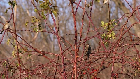 Sparrows are resting on a wild rose branch Stock Footage 169793700