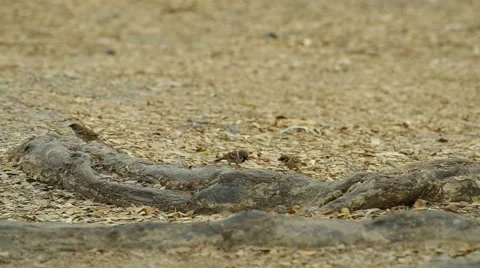 Sparrows are searching and eating the food Stock Footage 48349690