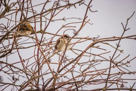 Sparrows are sitting on the branches of a shrub Stock Photos