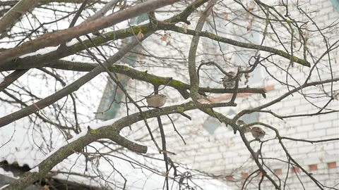 Sparrows are sitting on the branches of trees. Winter season Stock Footage 119909490