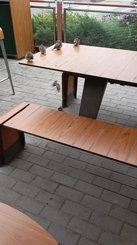 Sparrows are sitting on a table in an outdoor cafe. Bird life in the city Stock Footage 317669818