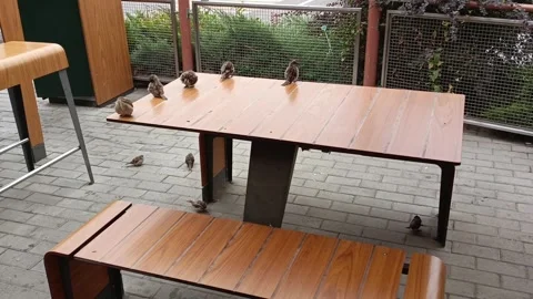 Sparrows are sitting on a table in an outdoor cafe. Bird life in the city Stock Footage 317669827