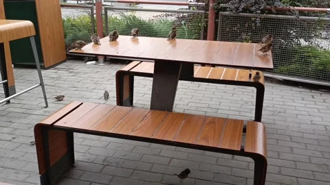 Sparrows are sitting on a table in an outdoor cafe. Bird life in the city Stock Footage 317669840