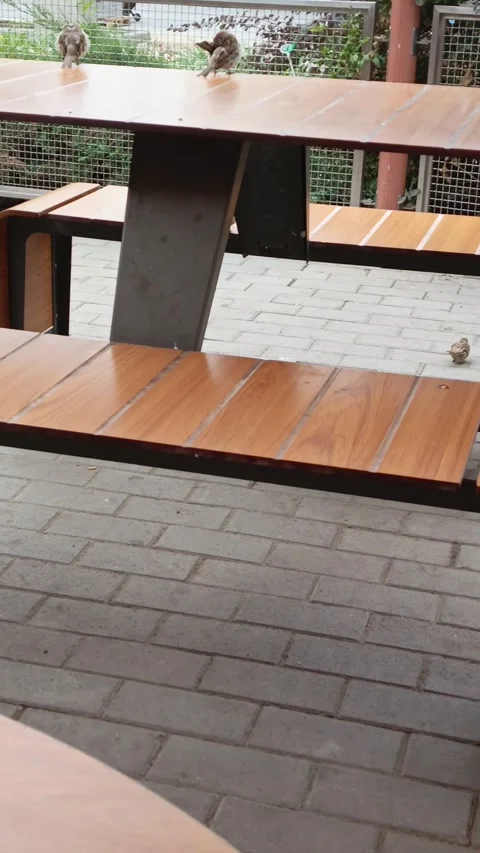 Sparrows are sitting on a table in an outdoor cafe. Bird life in the city Stock Footage 317669848