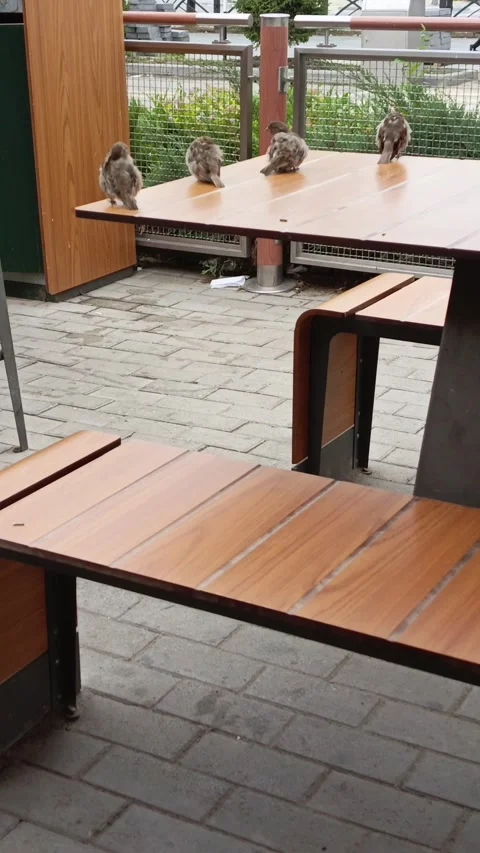 Sparrows are sitting on a table in an outdoor cafe. Bird life in the city Stock Footage 317669857
