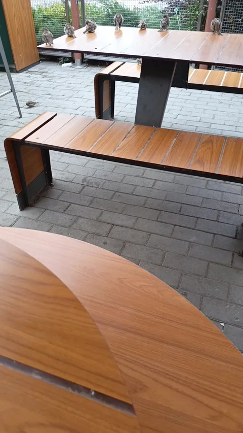 Sparrows are sitting on a table in an outdoor cafe. Bird life in the city Stock Footage 317669866