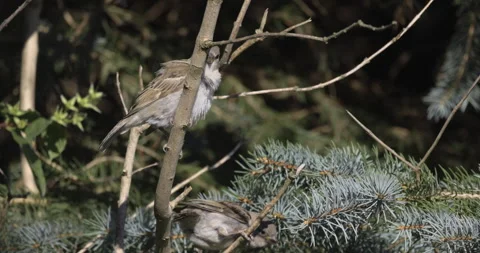 Sparrows are sitting on the twigs, 4K slomo Stock Footage 222233893