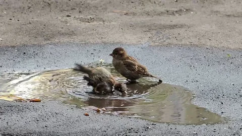 Sparrows are swimming in a puddle. Stock Footage 221852451