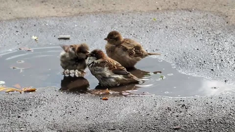 Sparrows are swimming in a puddle. Stock Footage 221852487