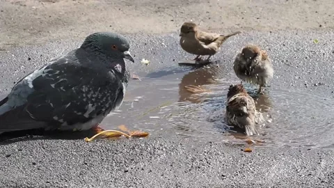 Sparrows are swimming in a puddle. Stock Footage 221852515