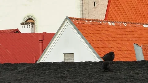 Sparrows are walking Stock Footage 130669519