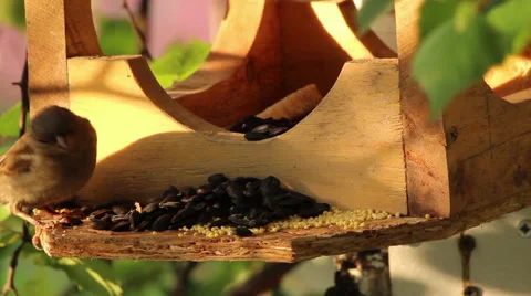 Sparrows arrived Stock Footage 51162213